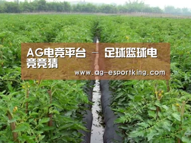 种植基地三